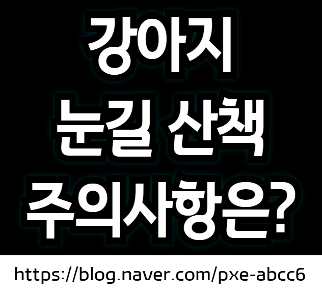 강아지 눈길 산책 주의사항 (강아지 염화칼슘 접촉 대처, 애견 미끄럼 방지 신발)
