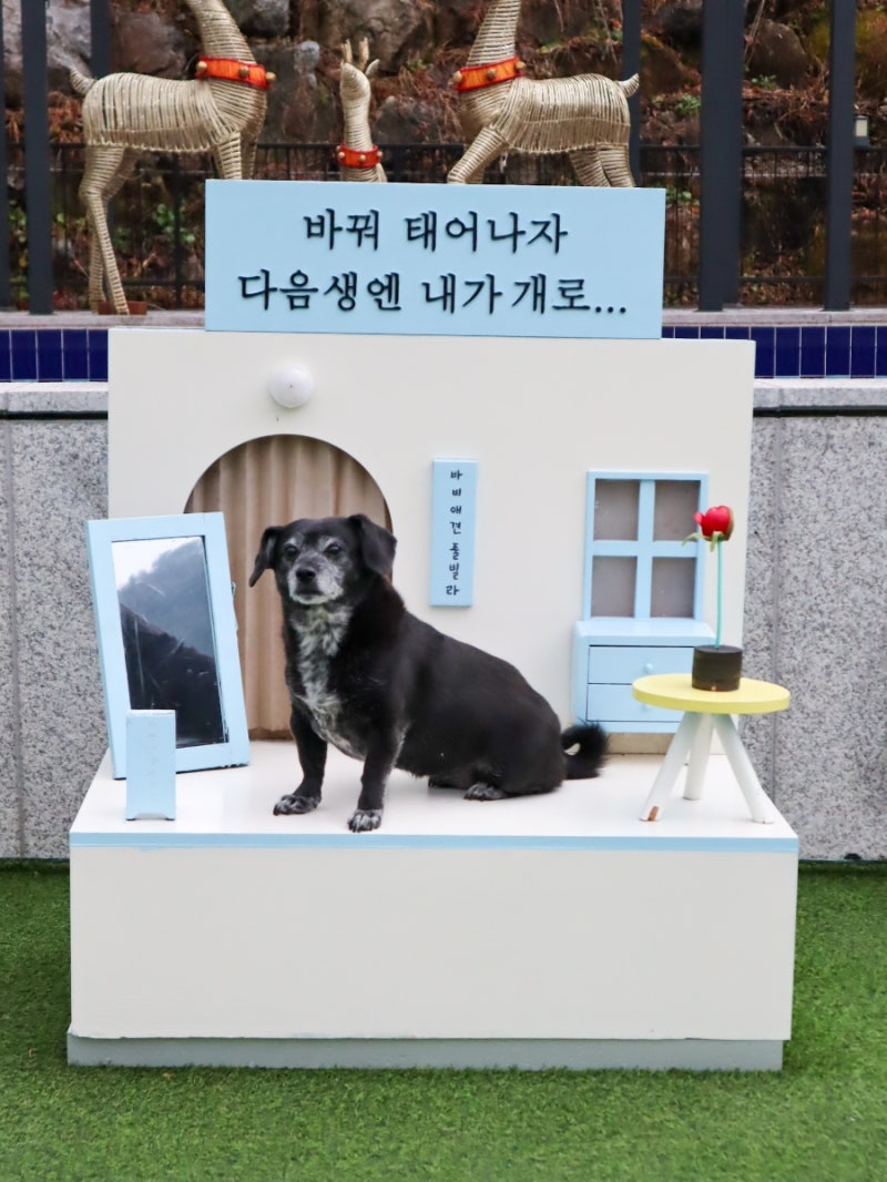 사진 7
