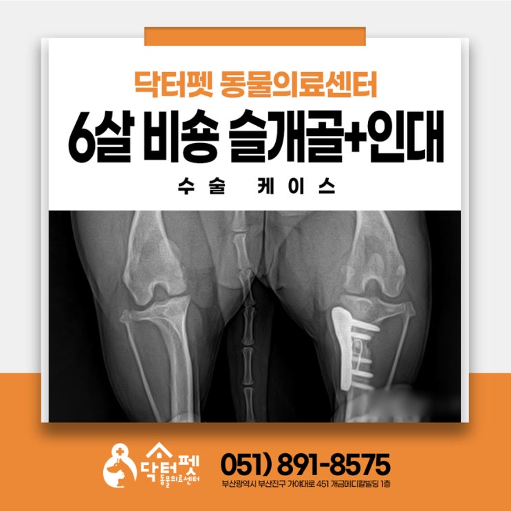  갑자기 깽! 6살 비숑 다리 동시수술 괜찮나요? 부산 강아지 정형외과 동물병원