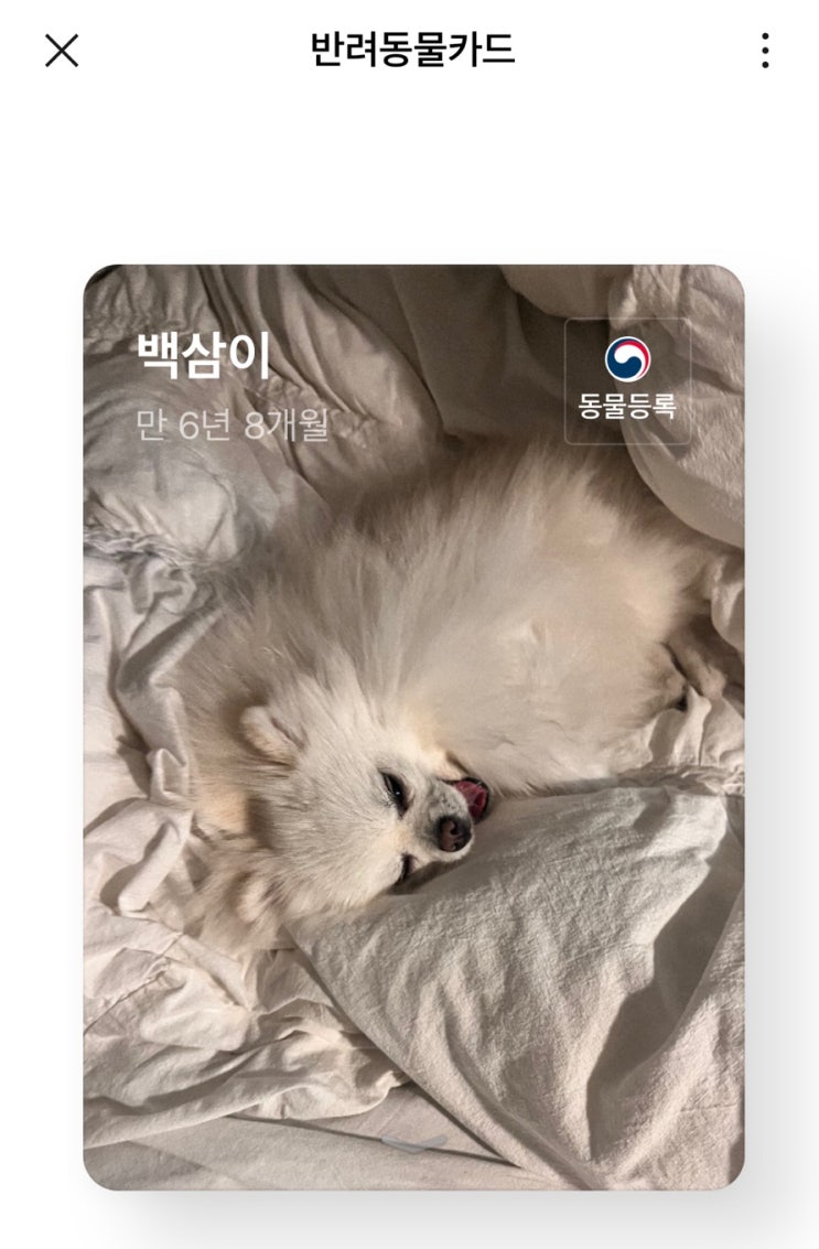  카카오 반려동물 카드 등록하기 - 반려동물 카드 등록 꿀팁 총정리