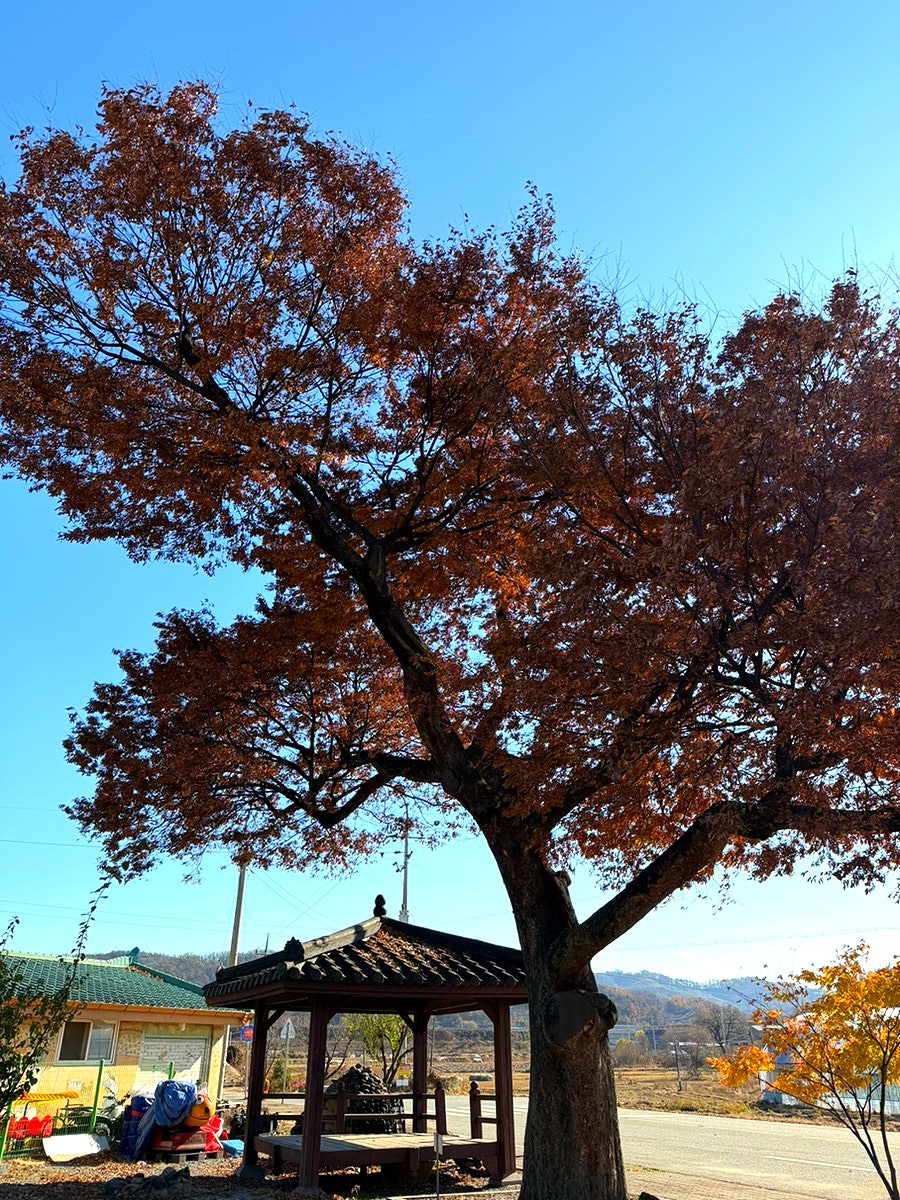 둥구나무쉼터 사진 3