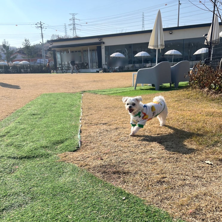  [전주 애견카페] 금상동 조용하고 넓은 야외운동장이 있는 무이사회
