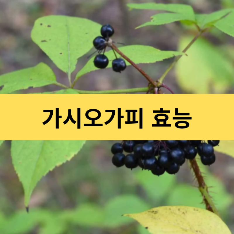 가시오가피 효능 | 오가피열매효능 | 가시오갈피 효능 | 아답토젠