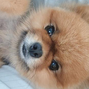 점액변싸는 강아지 장벽유산균 프로이덴 내돈내산 후기