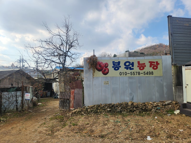파주시 파주읍 사과따기 체험농장 봉원농장 저렴하고 맛있는 사과