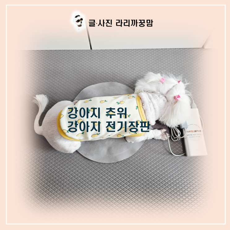  강아지 추위 잡는 USB 전기장판 활용법
