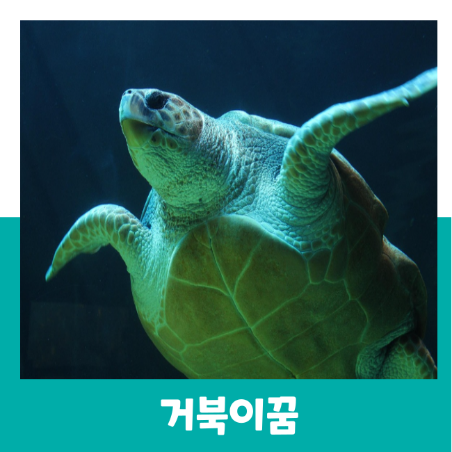 거북이꿈 거북이를 잡는꿈 거북이에게 물리는꿈 풀이
