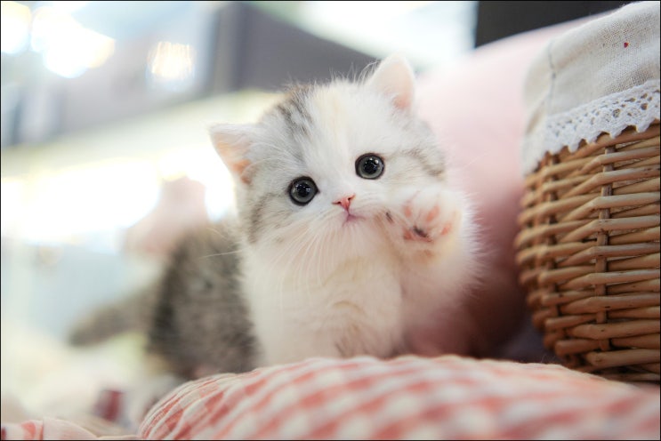  강남에서 고양이와 강아지를 찾는다면 서울 고양이 분양 TOP 5