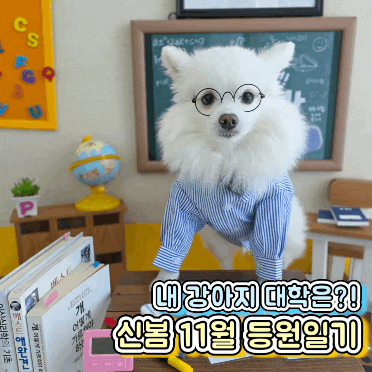  강아지 신봄이 선택한 대학교 동탄 강아지 유치원 원더독