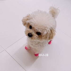 와그웨어 매장 가서 강아지 신발 사이즈 재봤어요