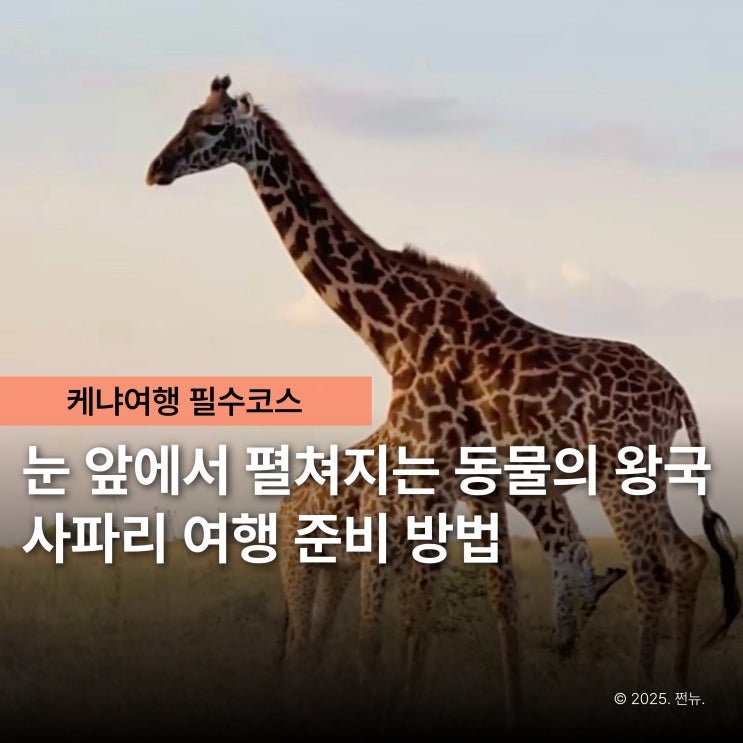  스케일부터 남다르다! 케냐간세끼로 난리 난 아프리카 사파리 여행지