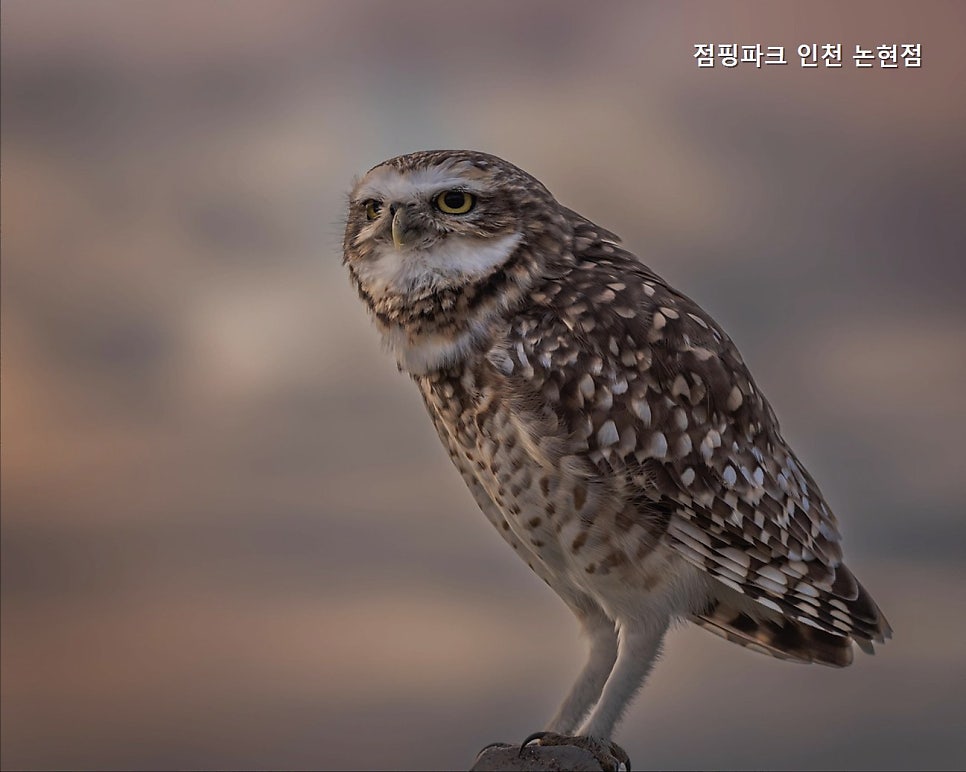 점핑파크 논현점 사진 5