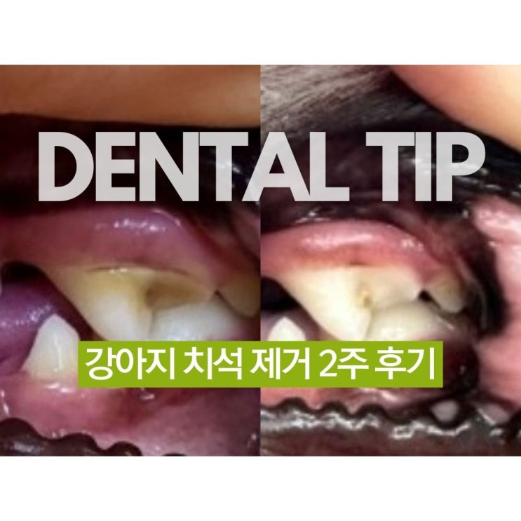  강아지 어금니 치석 제거 2주 만에 스프레이로 해결 (전후 있음)