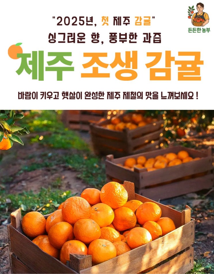  제주 감귤 노지 타이벡 불로초 제라진 고당도 귤 10kg, 믿고 먹는 겨울 제철 과일 추천!