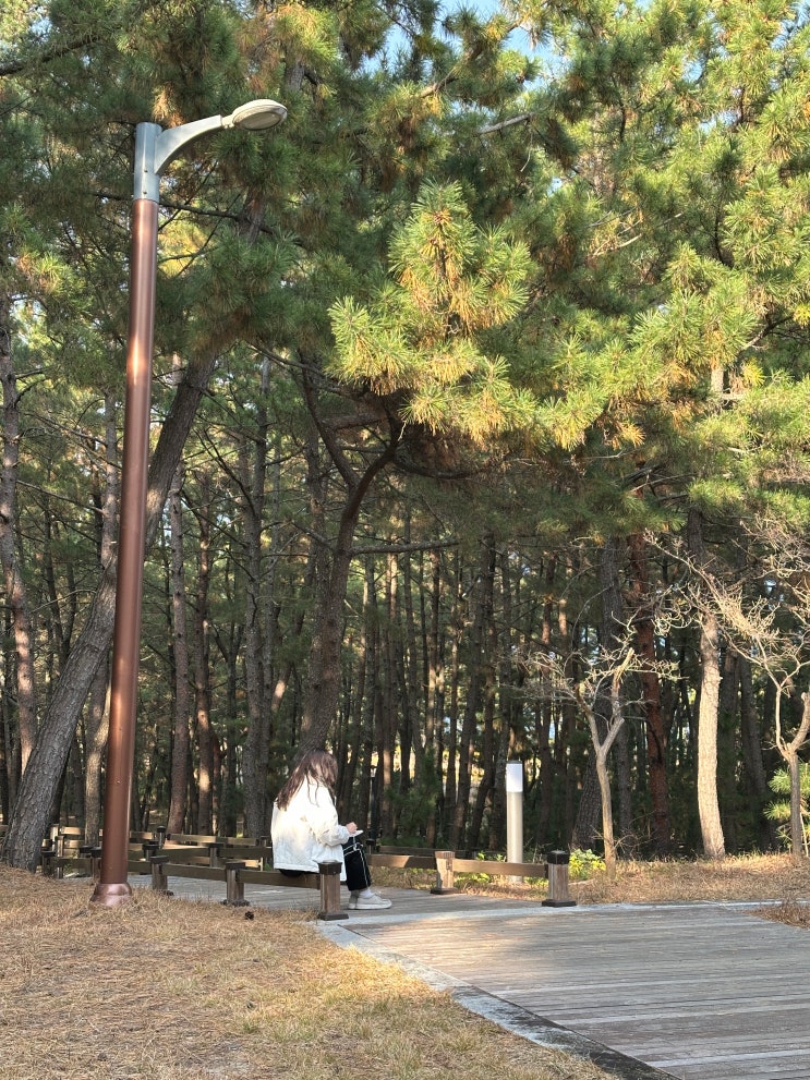  영덕 숙소 도천숲 단체 펜션 영덕 숲캉스 조이풀빌리지