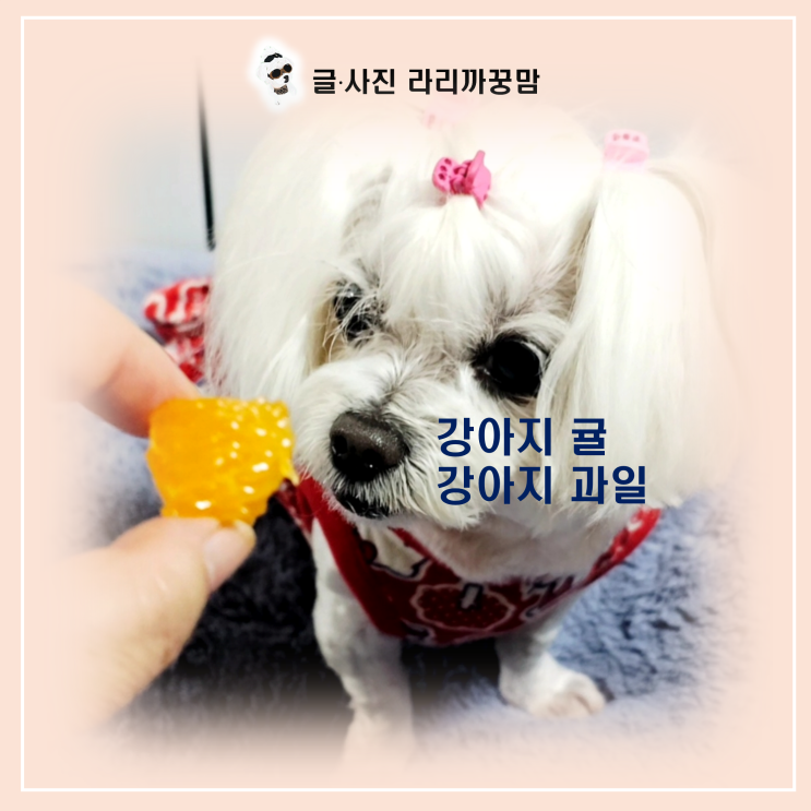 강아지 귤, 먹여도 될까요? '강아지가 먹어도 되는 과일 맞지만 껍질과 흰 섬유질이 위험한 이유!
