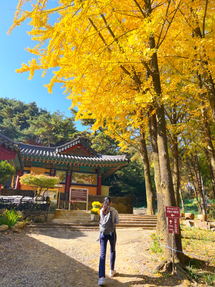  가을 감성 끝판왕! 남한산성 은행나무길 걷다가 감탄했어요