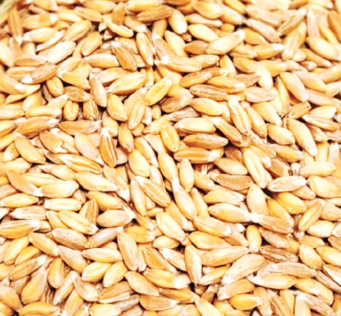  당뇨에 좋은 파로(Farro)의 놀라운 효능 완벽 가이드