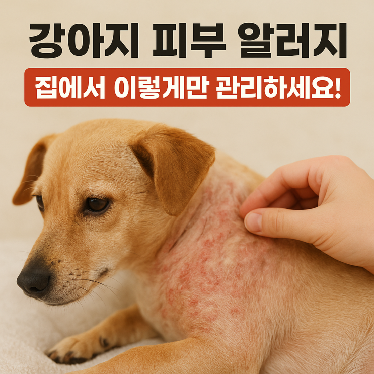  강아지 피부 알러지, 집에서 관리하는 가장 확실한 방법!