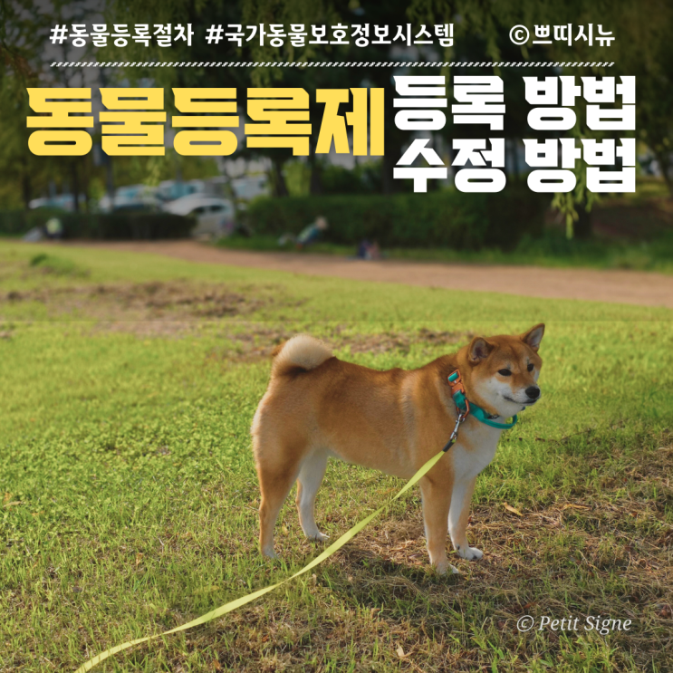  동물등록번호 조회부터 정보 수정까지 총정리 | 2025 최신