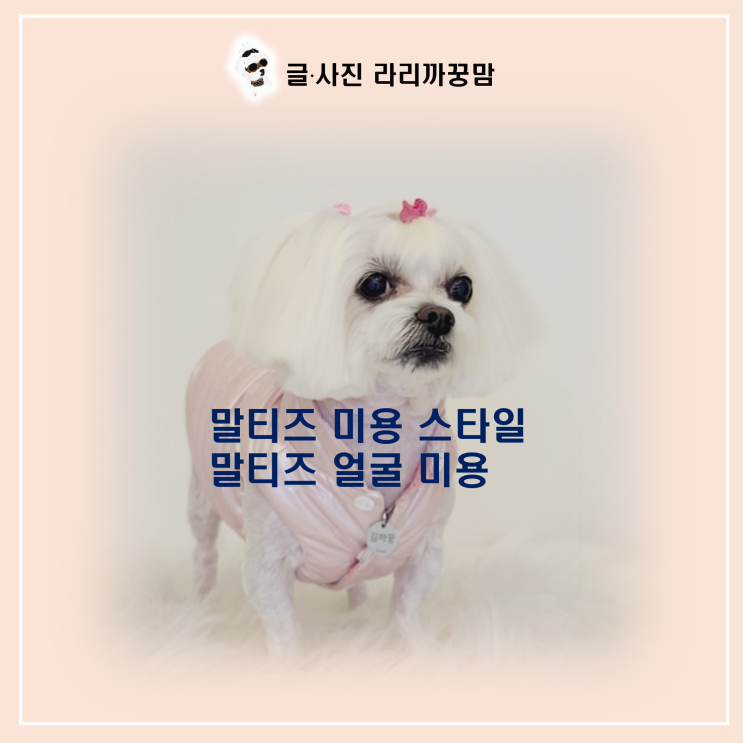  언더 바이트라면 절대 피해야 할 말티즈 얼굴미용은? 턱선 녹이는 하이바 커트 노하우!