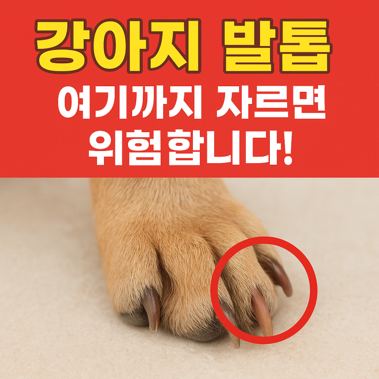  강아지 발톱 깎을 때 꼭 알아야 할 주의사항 7가지