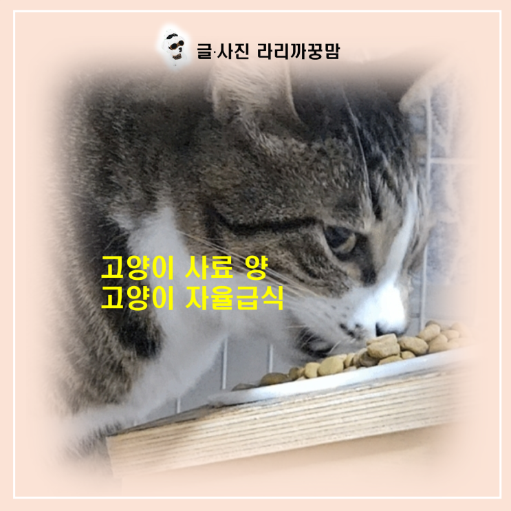  솔직히 고양이 사료 양 체크하는 거 힘드시죠? 자율급식으로 스트레스 날린 수박이네 이야기!