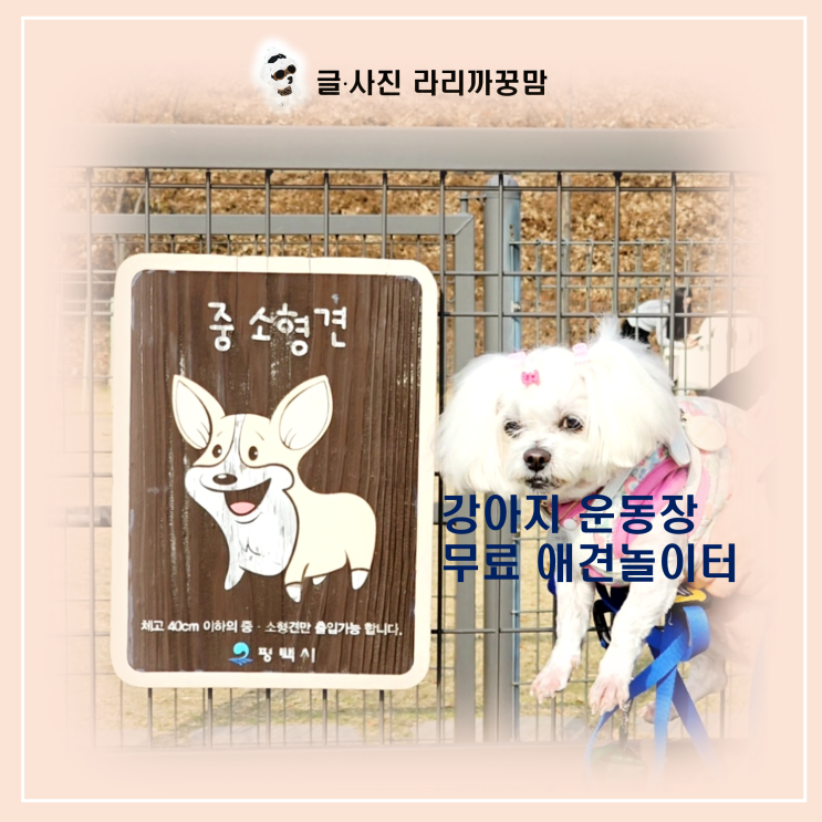  “평택에 이런 곳이?” 무료로 뛰노는 강아지 운동장, 애견놀이터!