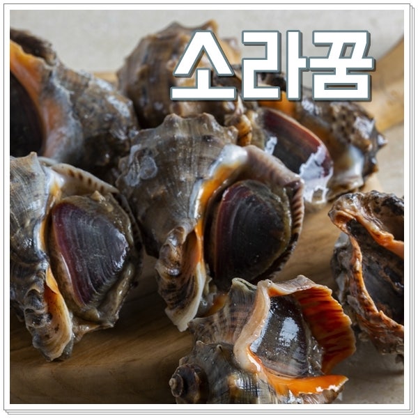 소라꿈 해몽 소라줍는꿈 태몽 행운 풀이 정리