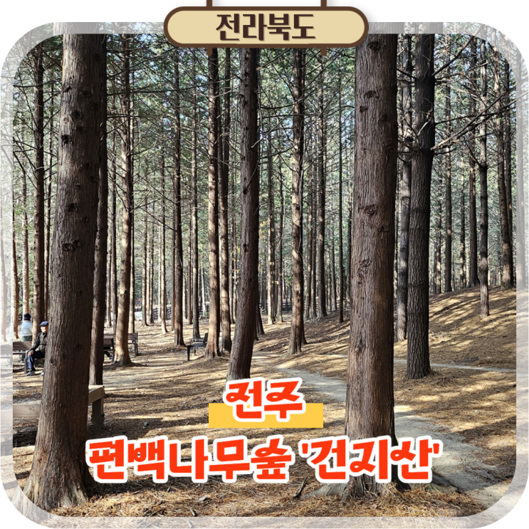  전주 등산 가볼만한곳 건지산 둘레길 편백나무숲 산책로 숲속도서관