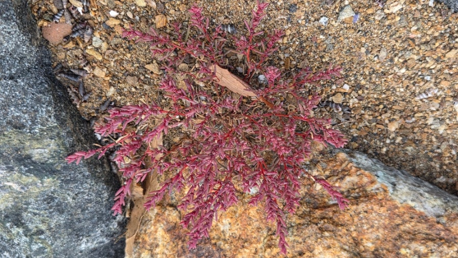 서산바다펜션 사진 6