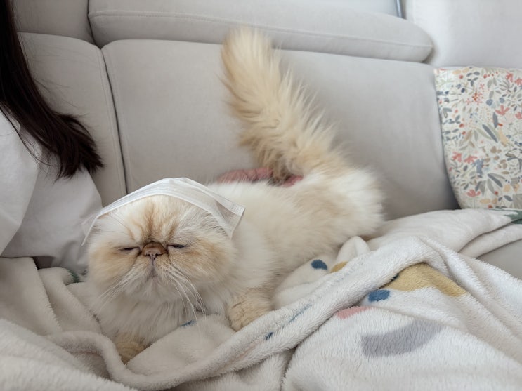  고양이 일상 이솜냥