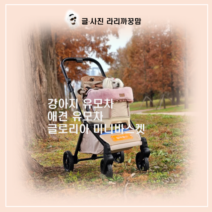  가을날..그리고 로얄테일즈 미니 비스켓 글로리아 개모차