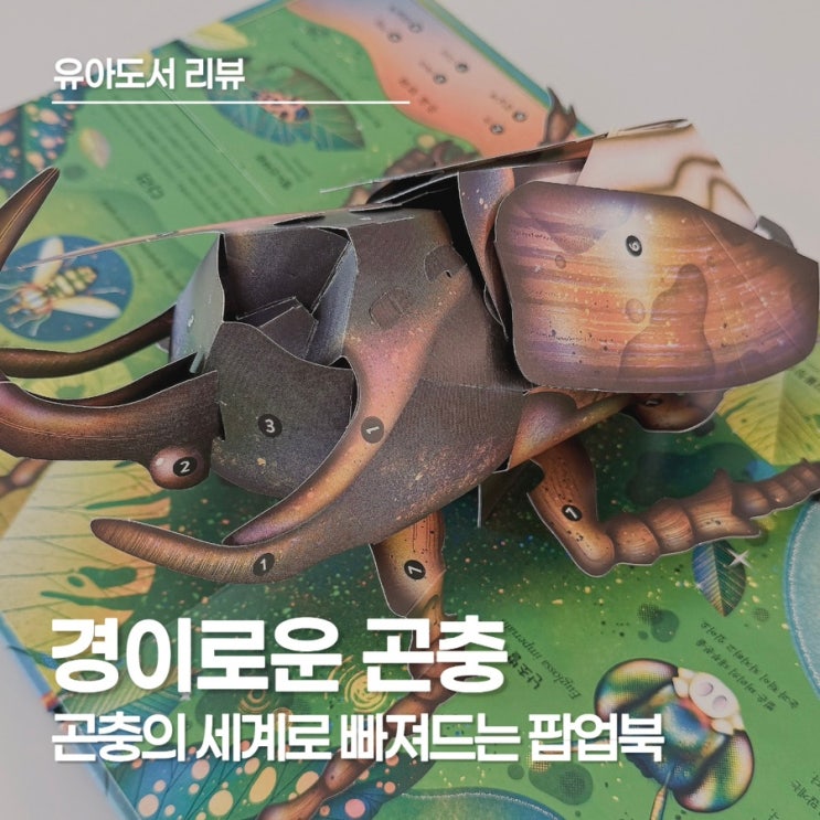  경이로운 곤충 팝업북 리뷰, 진짜 살아 움직이는 듯한 곤충들을 만나보세요!