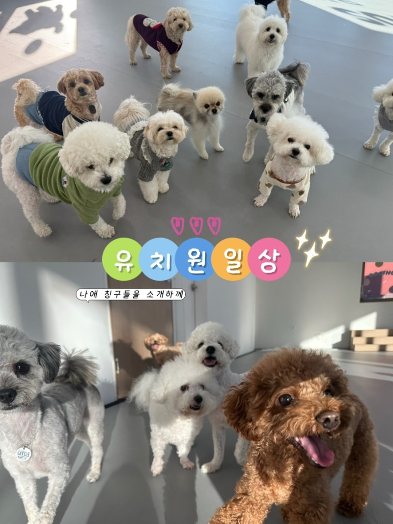 도기너스 애견유치원 호텔