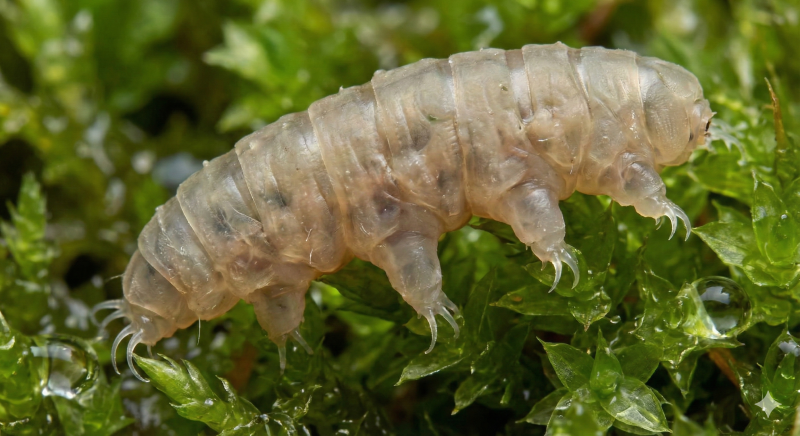 우주에서도 죽지 않는 불사신, 곰벌레(Tardigrade)의 놀라운 비밀
