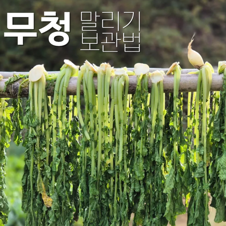 무청 말리는법 말리기 보관법