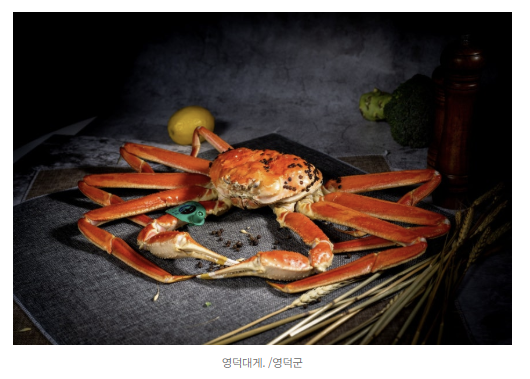 “니들이 게맛을 알아?” 진짜 대게 맛의 성지! 영덕대게 제철 완전 정복 ✨