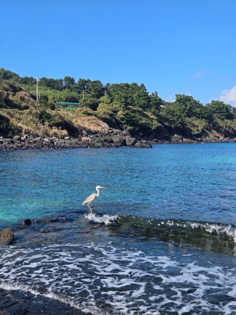 제주도한달살기 바다 앞 시골 촌캉스 북촌 파도채