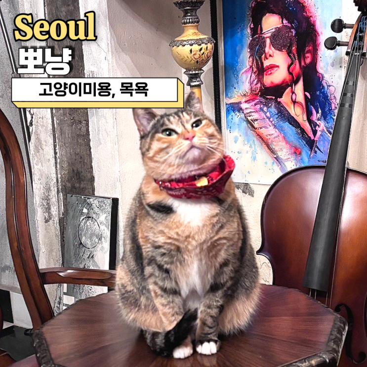  고양이미용 목욕 뽀냥 만족도가 높은 이유