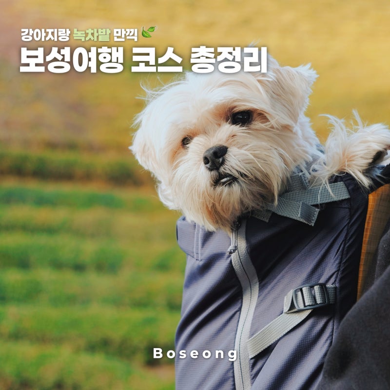 보성애견 — 보성군