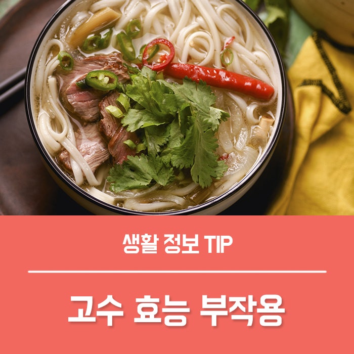 고수나물효능 TOP4, 고수 효능 부작용은?