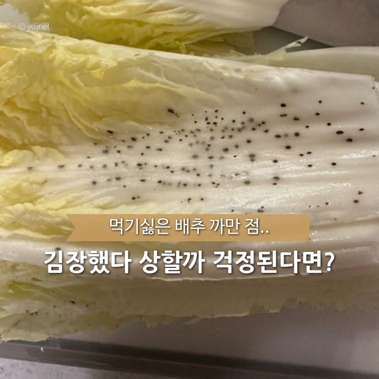  먹어도 되는 거 맞아? 심각한 절임배추 검은점 상태 진짜 원인은?