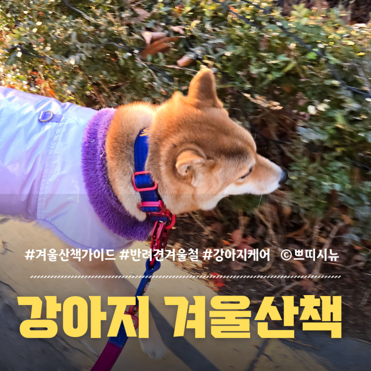  강아지 겨울 산책 온도·시간 완벽 가이드 2025 | 마지막 체크리스트까지
