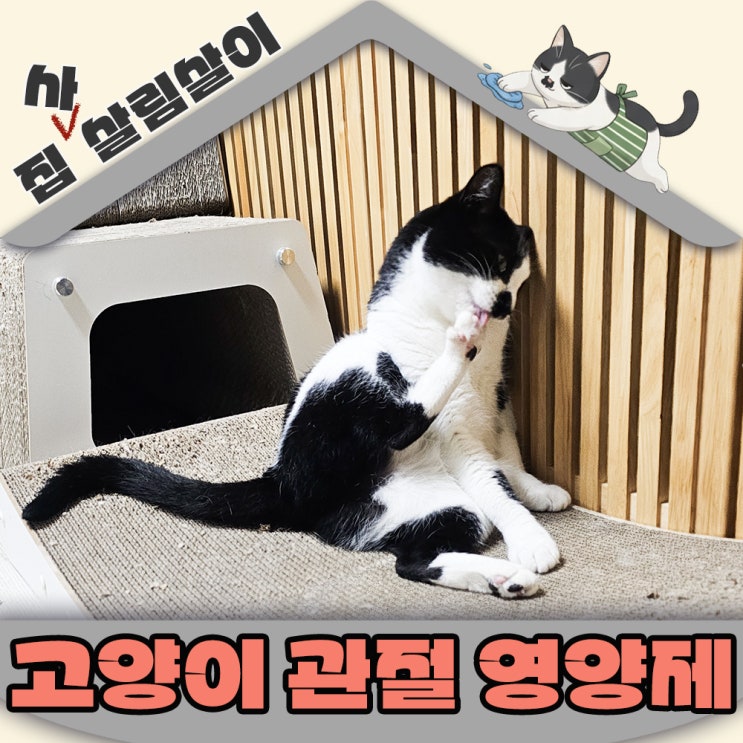  고양이 관절영양제 정착 캣타워 점프 성공비결