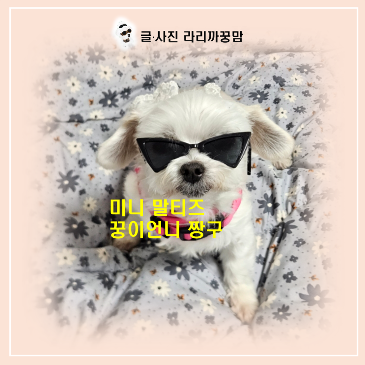 작고 매력적인 미니 말티즈의 세계, 꿍이언니 짱구 이야기로 깊게 알아보기