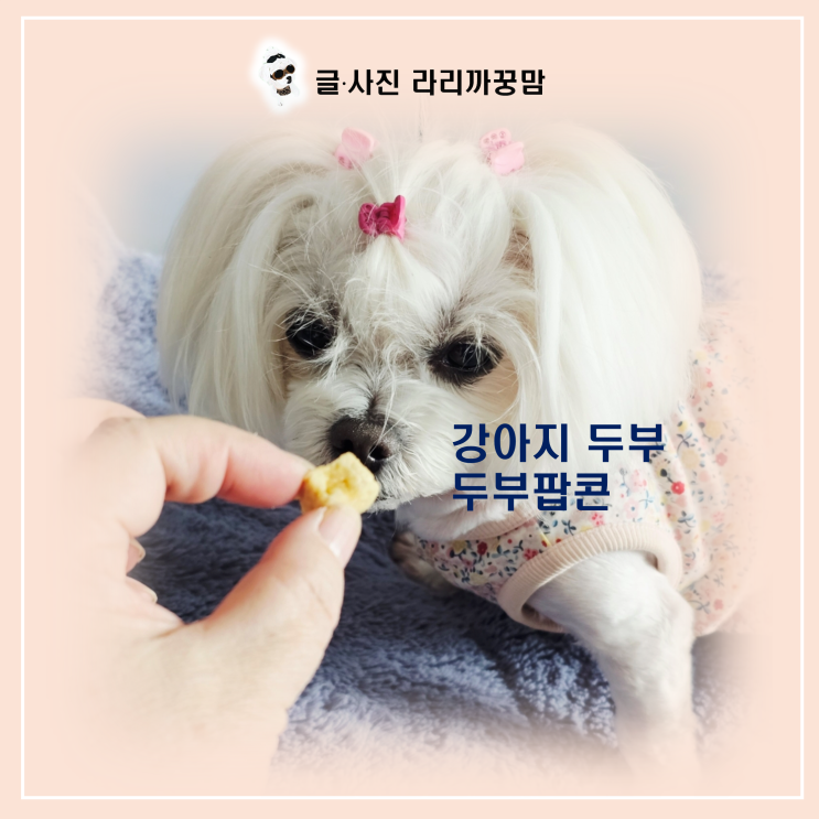  강아지 두부 간식 만들기, 15분 만에 완성! 노견 꿍이도 홀딱 반한 겉바속촉 두부팝콘 레시피 대공개!