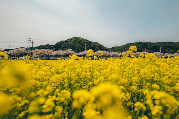  [강원, 계절의 절정]세상의 모든 생명력, 삼척 맹방 유채꽃밭에서 터져 나오다