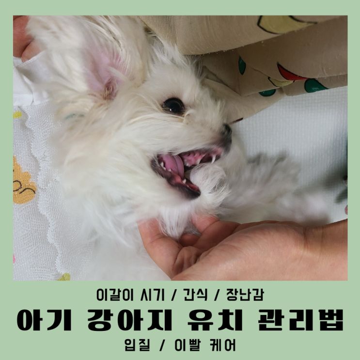  강아지이갈이 시기 간식 장난감 입질 유치 관리법