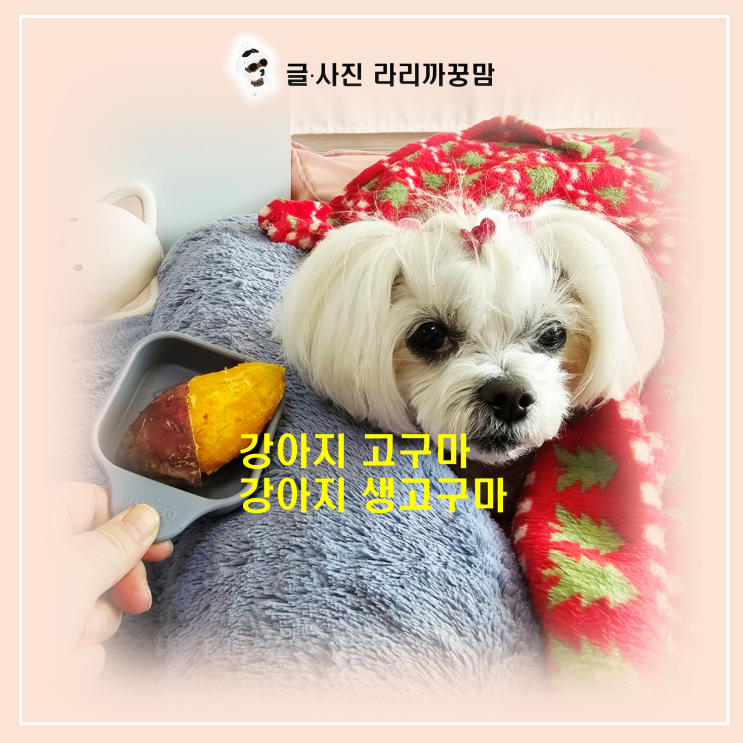  강아지 고구마, 이렇게 먹이면 보약 돼요! 생고구마 급여 금지 이유와 긴급 대처법까지 완벽 정리!